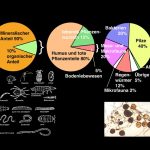 Organic decomposition and the enrichment of inorganic nutrients in the soil